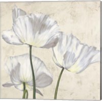 Framed 'Poppies in White II' border=