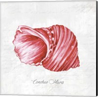 Framed 'Red Seashell' border=