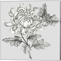 Framed 'Grey Botanical II' border=