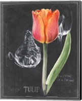 Framed 'Chalkboard Flower III' border=