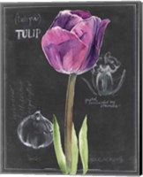 Framed 'Chalkboard Flower IV' border=