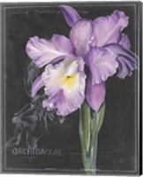 Framed 'Chalkboard Flower II' border=