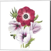 Framed 'Anemone Blooms I' border=