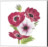 Framed 'Anemone Blooms II' border=