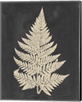 Framed 'Linen Fern I' border=