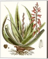 Framed 'Antique Aloe I' border=