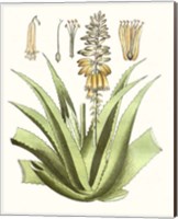 Framed 'Antique Aloe II' border=