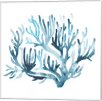 Framed 'Azure Seafan III' border=