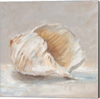 Framed 'Impressionist Shell Study IV' border=