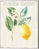 Framed 'Floursack Lemon I v2' border=