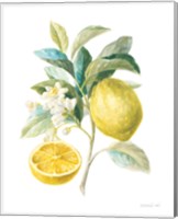 Framed 'Floursack Lemon III on White' border=