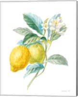 Framed 'Floursack Lemon II on White' border=