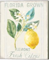 Framed 'Floursack Lemon I' border=