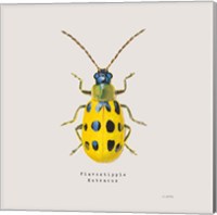 Framed 'Adorning Coleoptera VII Sq Golden' border=