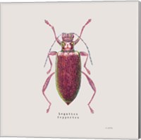 Framed 'Adorning Coleoptera VI Sq Claret' border=