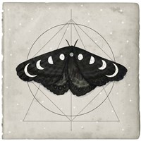 Framed 'Midnight Moth I' border=