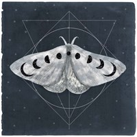 Framed 'Midnight Moth II' border=