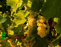 Framed Sauvignon Blanc Grapes