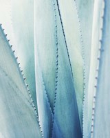 Framed 'Pale Blue Agave No. 1' border=