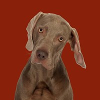 Framed Billy the Weimaraner