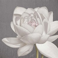 Framed 'Vintage Lotus on Grey II' border=