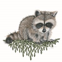 Framed 'Baby Raccoon' border=