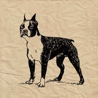 Framed 'Boston Terrier' border=