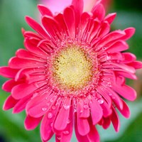 Framed 'Mixed Gerbera II' border=