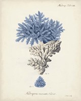 Framed 'Antique Coral in Navy III' border=