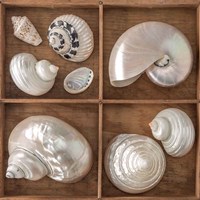 Framed 'Seashells Treasures I' border=