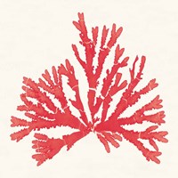 Framed Pacific Sea Mosses IV Red