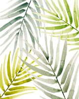 Framed 'Shady Palm I' border=