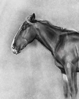 Framed 'Charcoal Equine Portrait II' border=