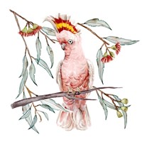 Framed 'Pink Cockatoo I' border=