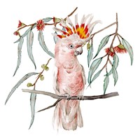 Framed 'Pink Cockatoo II' border=