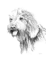 Framed 'Goldendoodle Sketch' border=