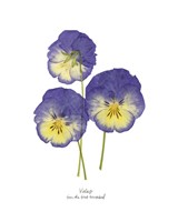 Framed 'Pressed Violas I' border=