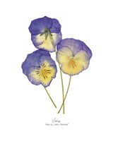 Framed 'Pressed Violas II' border=