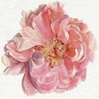 Framed 'Blossomed Peony I' border=