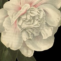 Framed 'Dramatic Camellia II' border=