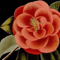 Framed 'Dramatic Camellia III' border=