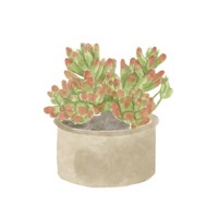 Framed 'Simple Succulent I' border=