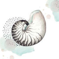 Framed 'Turquoise Ocean Nautilus' border=