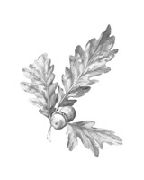 Framed 'Oak Leaf Pencil Sketch I' border=