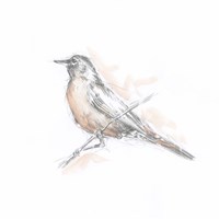 Framed 'Robin Bird Sketch II' border=
