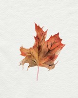 Framed 'Watercolor Autumn Leaf II' border=