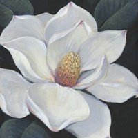 Framed 'Blooming Magnolia II' border=