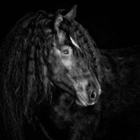 Framed 'Equine Portrait IX' border=