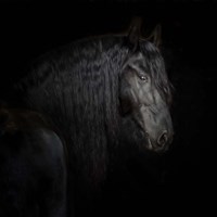 Framed 'Equine Portrait X' border=