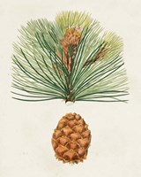 Framed 'Antique Pine Cones II' border=